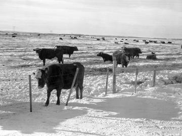 Cows outside Cochrane