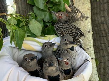 Student helping baby birds