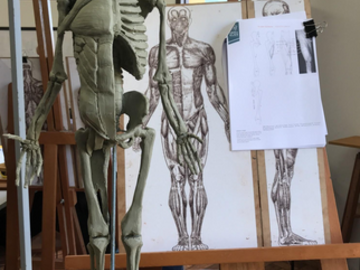 Anatomical sculpture in Plasticine of the full body, one side are the muscles, and the other side are just the bones. Lima, Peru.