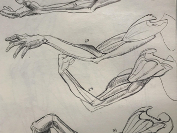 A drawing of all the muscles in our arms.