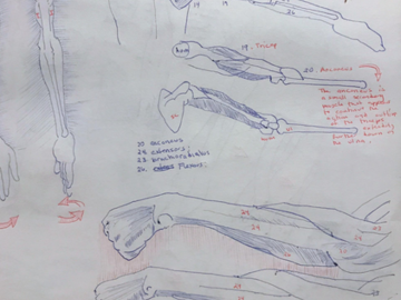 An anatomical drawing of arm and hand muscles