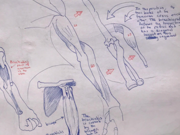 A drawing I made that shows how your arm muscles work together with your bones to let you move around. You'll see all the big muscles, where they start and end, and how they help you bend, straighten, and twist your arm.