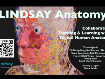 LINDSAY Anatomy
