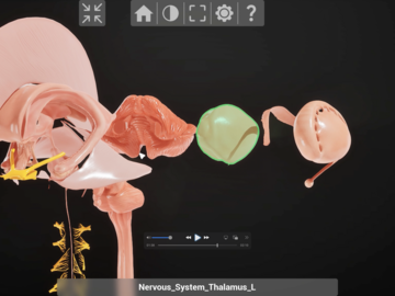 Explosion View of the Brain