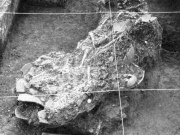 Feature 7 burials Feature 7 burials