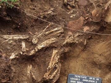 Feature 7 skull and long bones Feature 7 skull and long bones