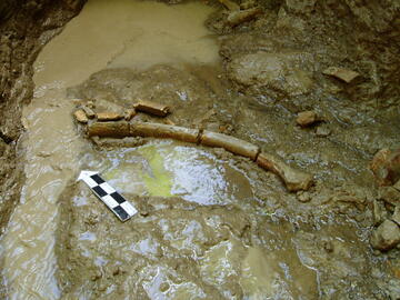 Rib in situ
