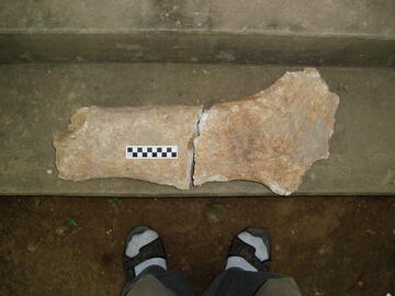 Long bone fragment