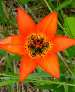 Western Wood Lily