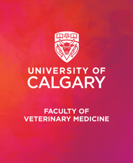Doctor of Veterinary Medicine